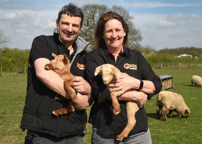odds farm team